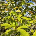 Magnolia soulangeana 'Heaven Scent' - Foto 1