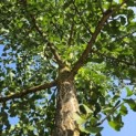 Ginkgo biloba - 2