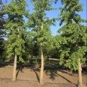 Ginkgo biloba - 1
