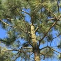 Pinus nigra 'Nigra' - Foto 3