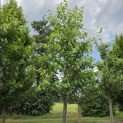Prunus avium 'Regina' - 1