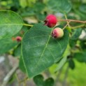 Amelanchier lamarckii - vrucht