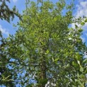 Quercus suber - 3