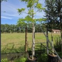 Gleditsia triacanthos ‘Sunburst' - 1