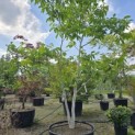 Juglans regia - 3