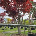 Acer palmatum 'Fireglow' - 3