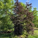 Fagus sylvatica 'Atropunicea' - Foto 4