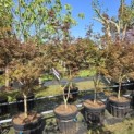 Acer palmatum 'Trompenburg' - Foto 4
