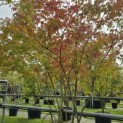 Acer palmatum - 4