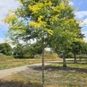 Gleditsia triacanthos ‘Sunburst' - Foto 2