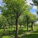 Pterocarya Stenoptera - 1