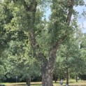 Quercus Suber - 1