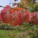 Parrotia persica - 3