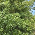 Quercus phellos - Foto 4