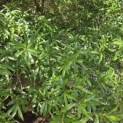 Quercus phellos - Foto 3