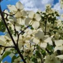 Cornus kousa 'Milky Way' - Foto 1