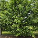Carpinus betulus - 2