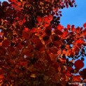 Fagus sylvatica 'Atropunicea' - Afbeelding 982