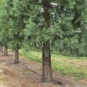 Sequoiadendron giganteum - Foto 6