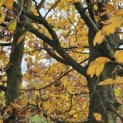 Carpinus betulus - 3