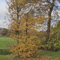 Carpinus betulus - 1