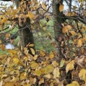 Carpinus betulus - 2