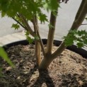 Acer shirasawanum 'Jordan' - Foto 4