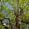 Betula nigra - 1