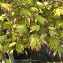 Acer palmatum 'Tsumabeni' - 4