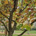 Platanus x hispanica - Foto 2