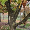 Platanus x hispanica - Foto 1