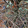 Fagus sylvatica - 5
