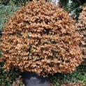 Fagus sylvatica - februari 2025