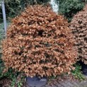 Fagus sylvatica - 6