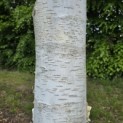 Betula utilis 'Doorenbos' - Foto 7
