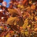 Fagus sylvatica 'Atropunicea' - 7
