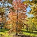 Fagus sylvatica 'Atropunicea' - november 2025