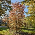 Fagus sylvatica 'Atropunicea' - 6