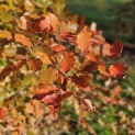 Fagus sylvatica 'Atropunicea' - 5