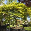 Acer palmatum 'Dissectum' - Foto 1