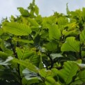 Carpinus betulus - Foto 4
