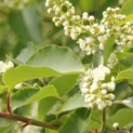 Prunus Lusitanica - 2