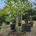 Davidia involucrata 'Sonoma' - 1