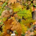 Quercus Pubescens - impressie herfstblad