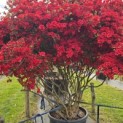 Rododendron Azalea 'Stewartstonian' - 2