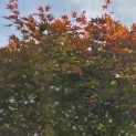 Acer palmatum Masu-kagami - 2