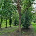 Betula nigra - Afbeelding 5