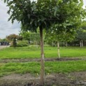Morus alba 'Macrophylla' - Foto 3