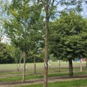 Gleditsia triacanthos ‘Inermis’ - 6