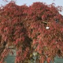 Acer palmatum 'Garnet' - Foto 4